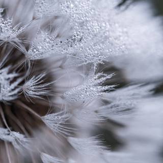Dandelion iPhone wallpaper