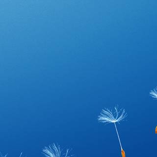 Dandelion iPhone wallpaper