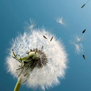 Dandelion iPhone wallpaper