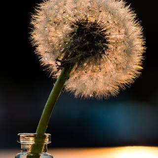 Dandelion iPhone wallpaper