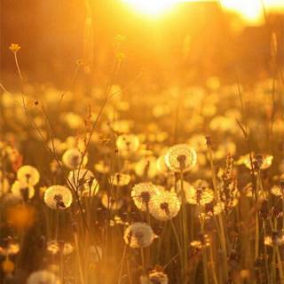 Dandelion iPhone wallpaper