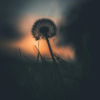 Dandelion iPhone wallpaper