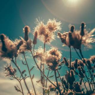 Dandelion iPhone wallpaper