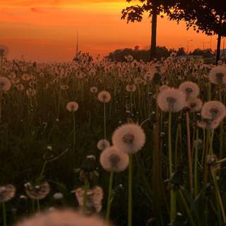 Dandelion iPhone wallpaper