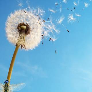 Dandelion iPhone wallpaper