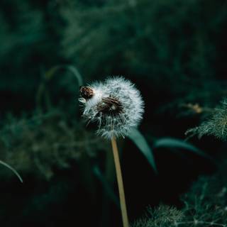 Dandelion iPhone wallpaper