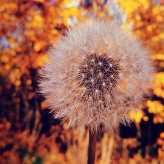 Dandelion iPhone wallpaper