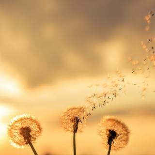 Dandelion iPhone wallpaper