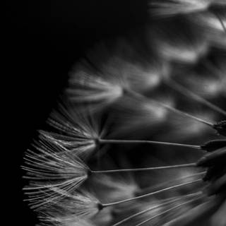 Dandelion iPhone wallpaper