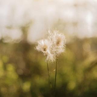 Dandelion iPhone wallpaper