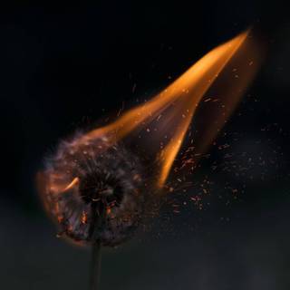 Dandelion iPhone wallpaper