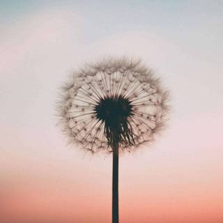 Dandelion iPhone wallpaper