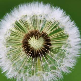 Dandelion iPhone wallpaper