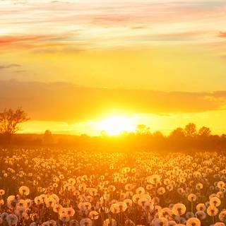 Dandelion iPhone wallpaper