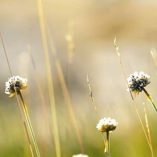 Dandelion iPhone wallpaper