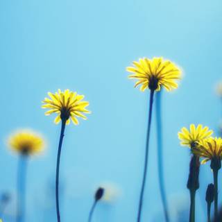 Dandelion iPhone wallpaper