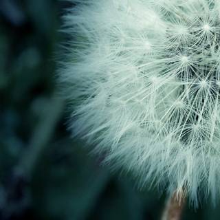 Dandelion iPhone wallpaper
