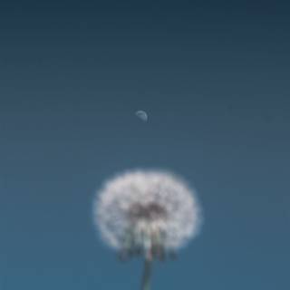 Dandelion iPhone wallpaper
