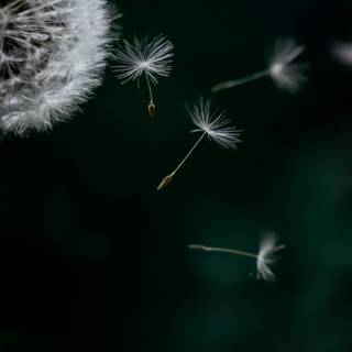 Dandelion iPhone wallpaper