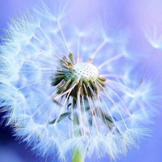 Dandelion iPhone wallpaper