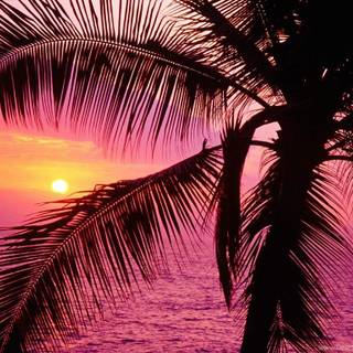 Pink beach desktop wallpaper