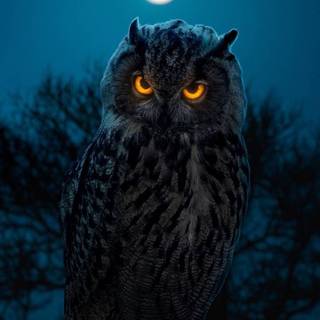 Owl mobile wallpaper