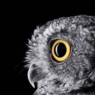 Owl mobile wallpaper