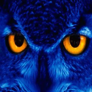 Owl mobile wallpaper