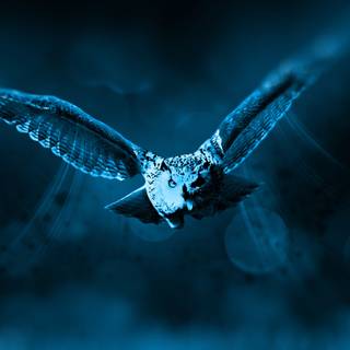 Owl mobile wallpaper