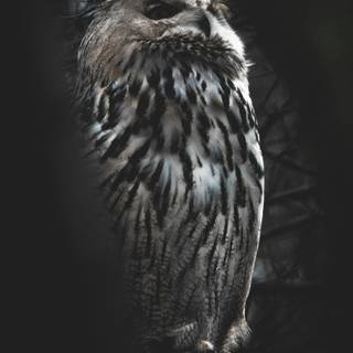 Owl mobile wallpaper