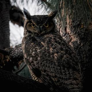 Owl mobile wallpaper