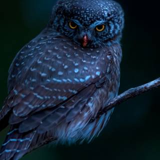 Owl mobile wallpaper