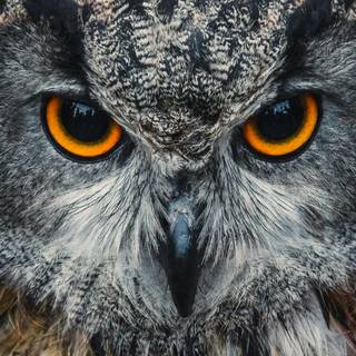 Owl mobile wallpaper