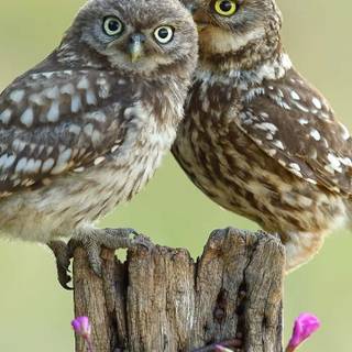 Owl mobile wallpaper