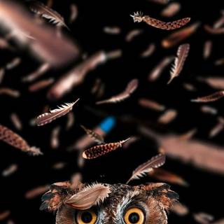 Owl mobile wallpaper