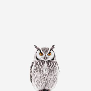 Owl mobile wallpaper