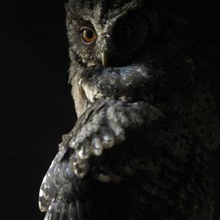 Owl mobile wallpaper