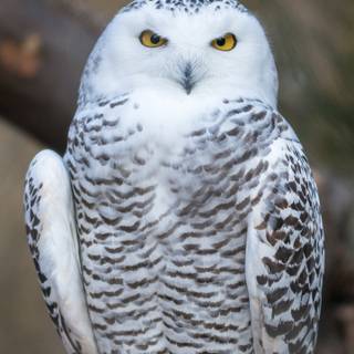 Owl mobile wallpaper