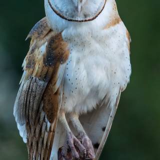 Owl mobile wallpaper