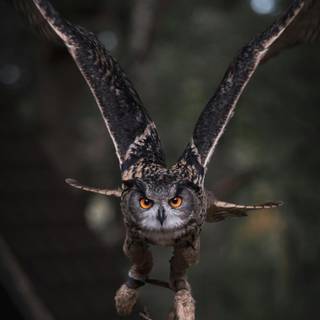 Owl mobile wallpaper