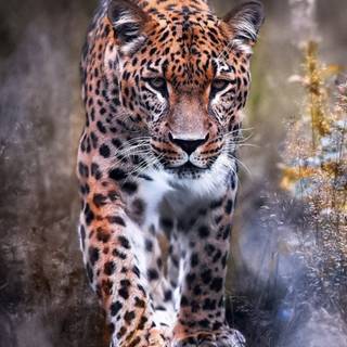 Leopard mobile wallpaper