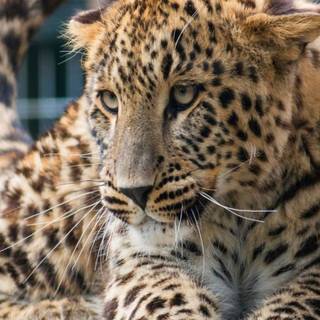 Leopard mobile wallpaper