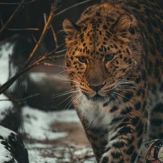 Leopard mobile wallpaper