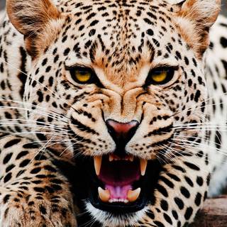 Leopard mobile wallpaper