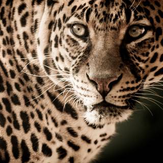 Leopard mobile wallpaper