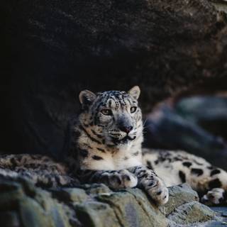 Leopard mobile wallpaper