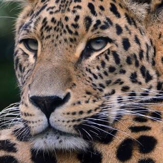 Leopard mobile wallpaper