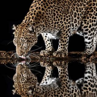 Leopard mobile wallpaper