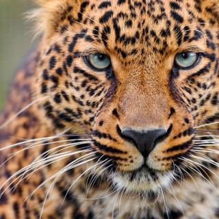 Leopard mobile wallpaper