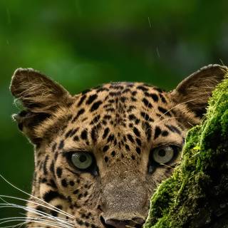 Leopard mobile wallpaper
